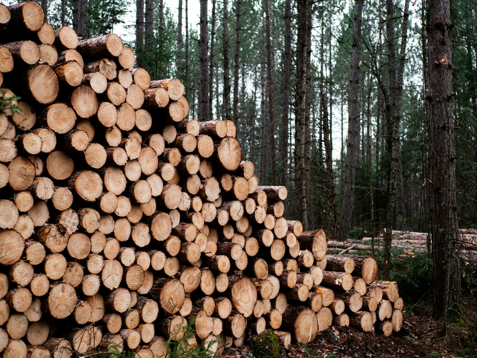 Stapel ovengedroogd haardhout, klaar voor gebruik in de open haard