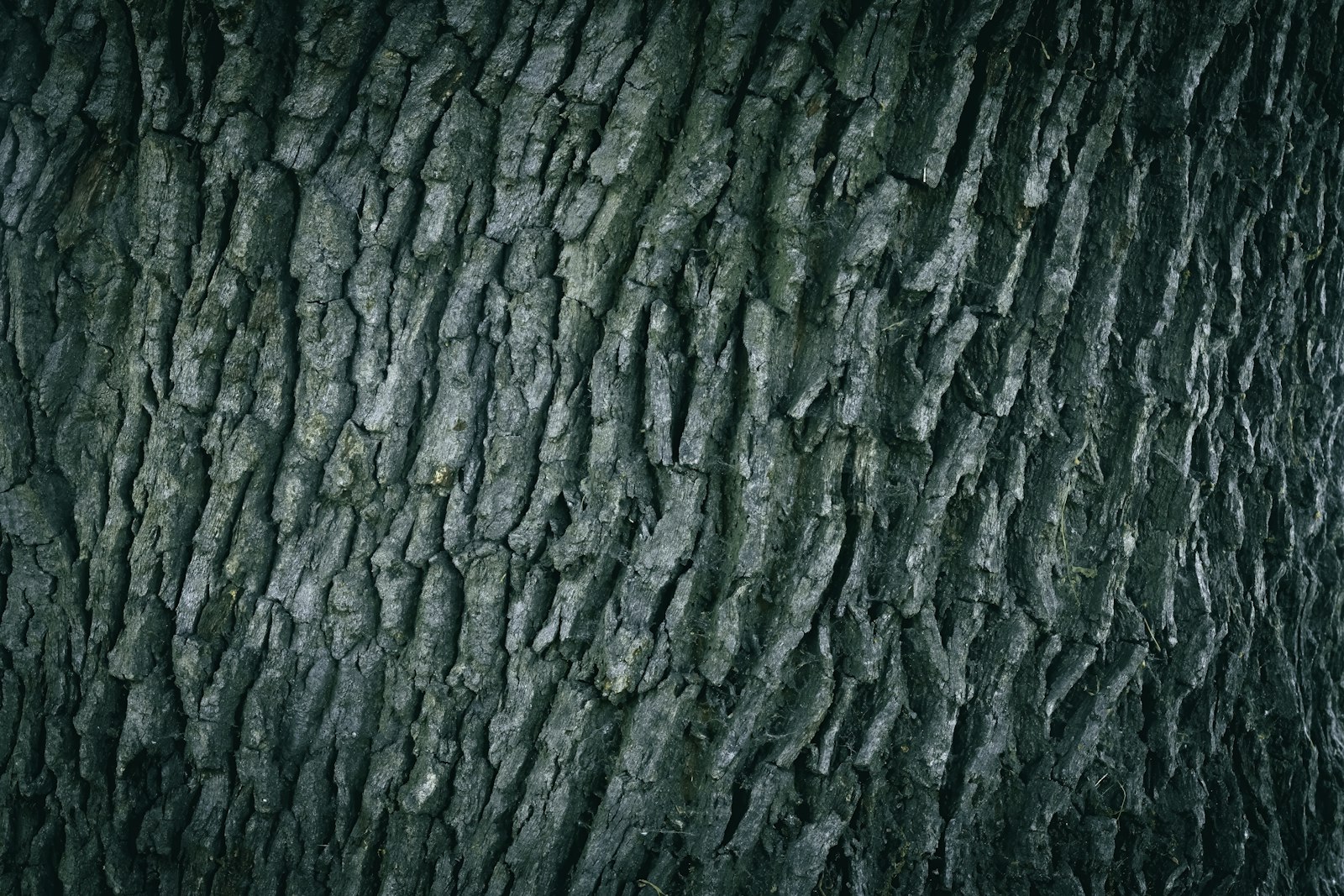 Close-up van de schors van een eikenboom, basis voor eikenhout haardhout