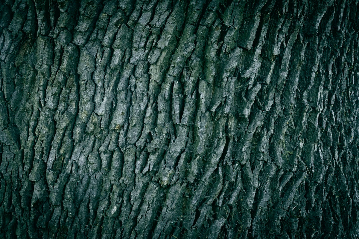 Close-up van schors en hout met kleine boorgaatjes